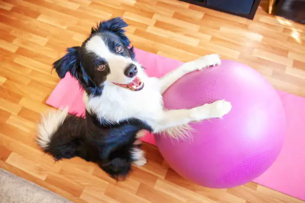 Photo of Stay Home Stay Safe. Funny dog border collie practicing yoga lesson with gym ball indoor. Puppy doing yoga asana pose on pink yoga mat at home. Calmness relax during quarantine. Working out at home