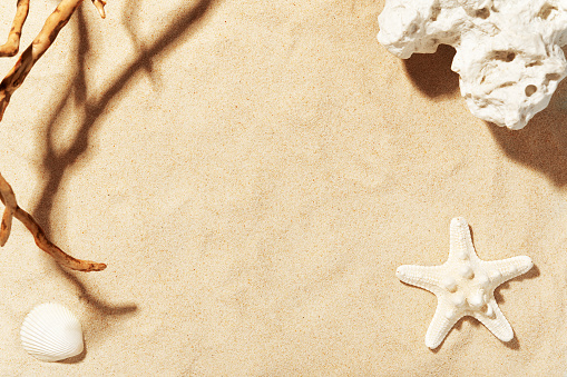 Golden beach sand with seashell, starfish and sea stone. Shadow of tree. Copy space for text. Summer decorations. Seasonal vacation and travelling concept.