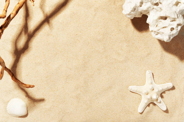 golden beach sand with seashell, starfish and sea stone. shadow of tree. copy space for text. summer decorations. seasonal vacation and travelling concept - close up directly above holiday nobody imagens e fotografias de stock