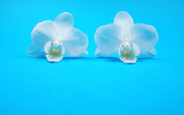 istock Two single white orchids (Phalaenopsis) Orchidaceae isolated on blue background with copy space for your own text nice for going to the spa or wellness. 1219730121
