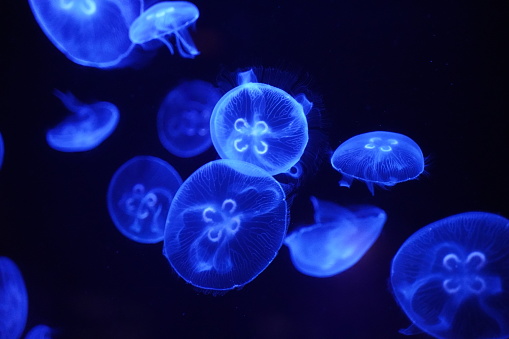 Many neon-glowing transparent jellyfish swimming in deep waters of a dark blue ocean.