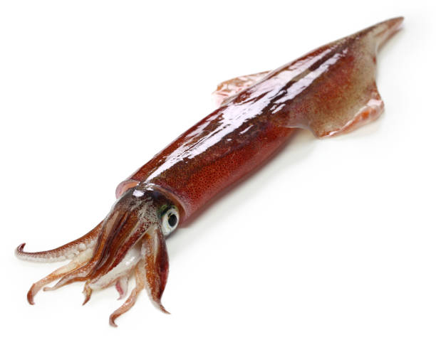 istock yari-ika, japanese spear squid 1219730685