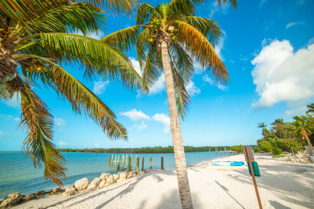 istock Palm trees and white sand in Florida Keys 1219731708