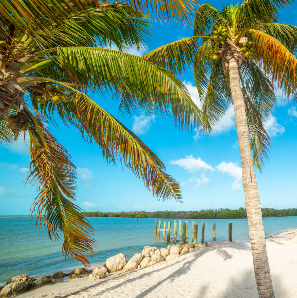 istock Palm trees and white sand in Florida 1219731896