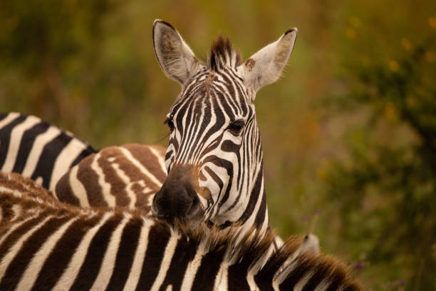 istock Portrait of zebra looking at camera in Kenya 1219733030
