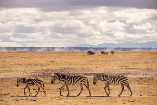 Three zebras marching in line through the dusty planes in Amboseli National Park in Kenya during dry season under cloudy sky and mountains and dust twisters in the background stock photo