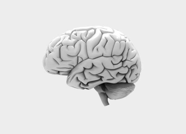 istock 3D illustration of Human brain on white back ground 1219734241