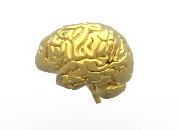 istock 3D illustration of Human brain on white back ground 1219734245