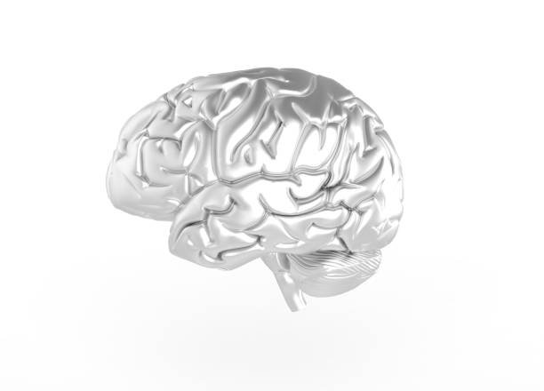 istock 3D illustration of silver colored Human brain on white back ground 1219734254