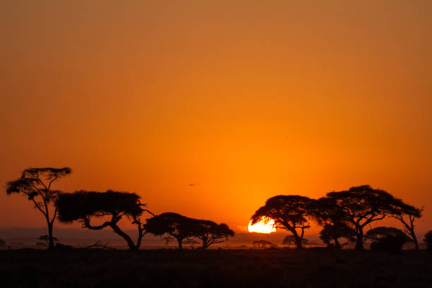 istock Amazing Amboseli sunrise 1219734488