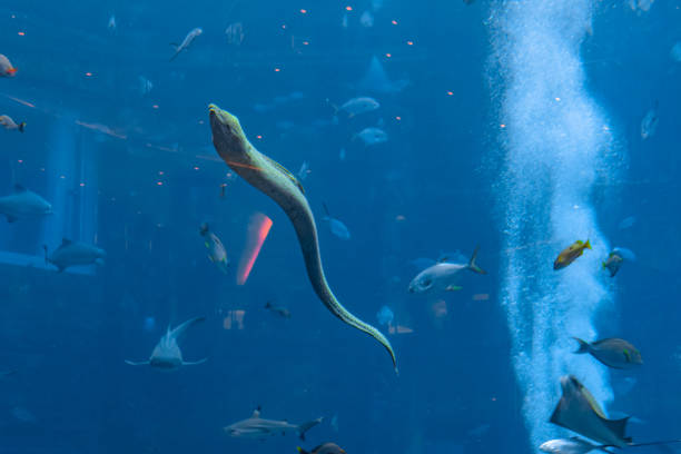 Large muraena (moray eel, muraenidae) in a huge aquarium China.