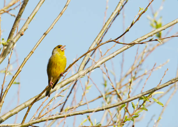 European greenfinch bird sitting on a branch against a background of green foliage