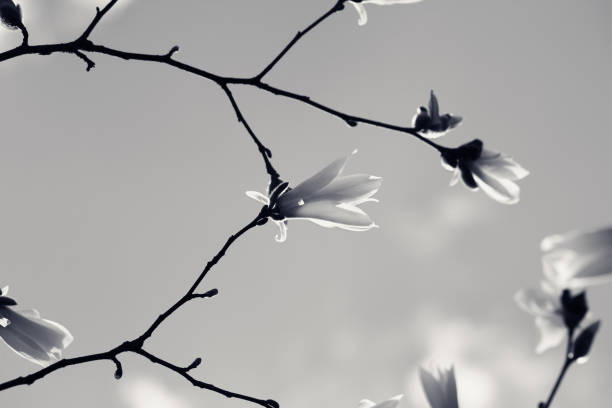istock Spring twigs of magnolia with young flowering buds in nice spring evening 1219735973
