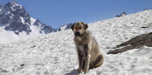 perro tome el sol en la nieve en el día soleado, montañas nevadas y cielo azul en el fondo - clear sky diagonal snow winter fotografías e imágenes de stock