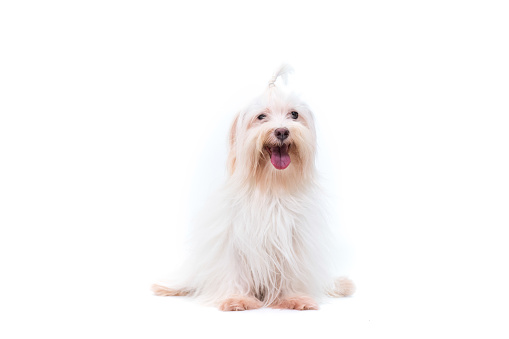 Pet Lover concept. Maltese dog long hair on the bed looking a camera. Happy maltese dog in white bed room.