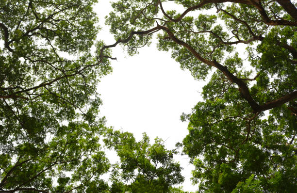 A Tree Branches Picture can use as a Wallpaper or Texture Backgrounds Sri Lanka