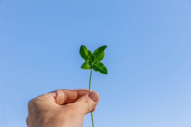 istock Four-leaf clover in a man's hand against a blue sky 1219737104