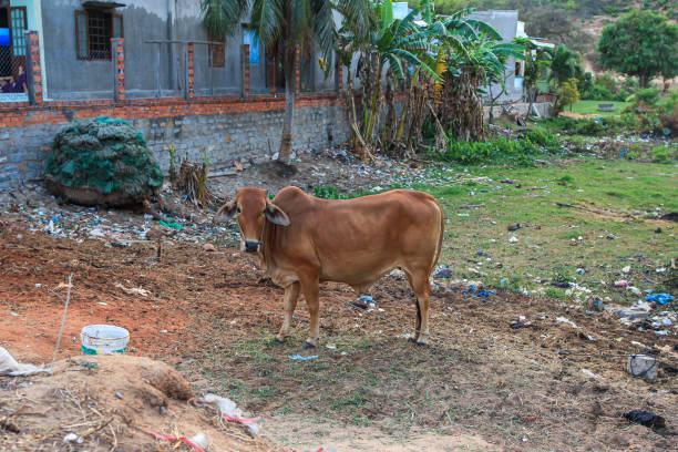 a cow stands in a village yard littered with garbage, Vietnam.