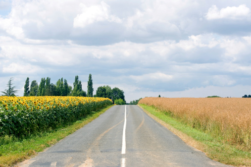 Countryside landscape in Burgundy (Yonne, France) - Wheat and sunflowers and a straight road in the middle with blue sky and clouds at summer