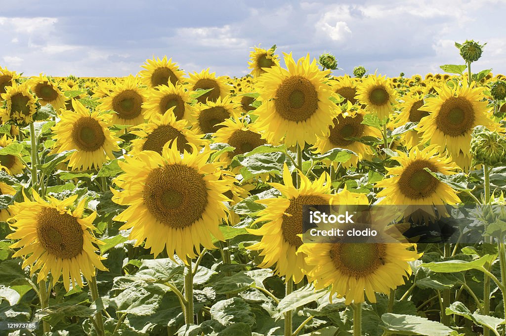 Field of sunflowers in Burgundy (France) Countryside in Burgundy (Yonne, France) - Field of sunflowers at summer (July) and blue sky with clouds Agricultural Field Stock Photo