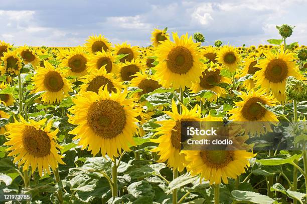 Field Of Sunflowers In Burgundy Stock Photo - Download Image Now - Agricultural Field, Agriculture, Beauty In Nature