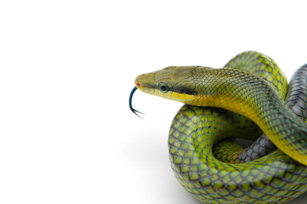 istock The red-tailed green rat snake isolated on white background 1219738565