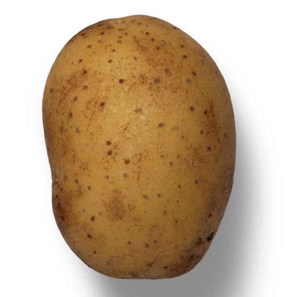 istock potato , beautiful food , hight quality 1219738582