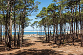 Arcachon Basin (France), Forest of the Forest of Gascony and Arguin Bank