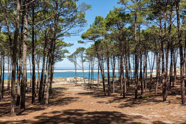 Arcachon Basin (France), Forest of the Forest of Gascony and Arguin Bank The beach Petit Nice, in front of the Arguin sandbank and close to the dune of Pilat pine woodland stock pictures, royalty-free photos & images