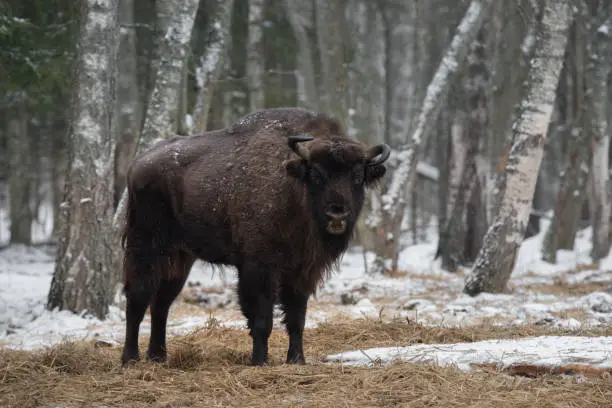 Aurochs Or Bison Bonasus. Huge European Brown Bison ( Wisent ), One Of The Zoological Attraction Of Bialowieza Forest, Belarus. Lonely Endangered Belorussian Wild Bull