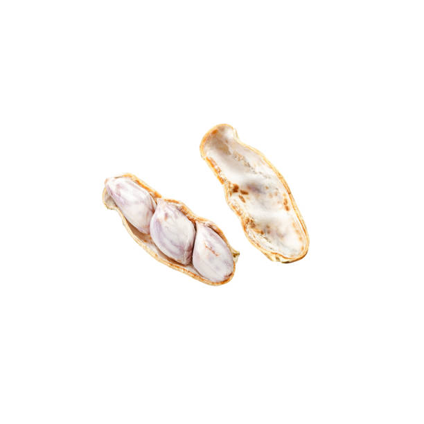 istock Boiled peanuts on a white background with clipping mask. 1219739838