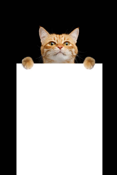 istock Rad cat holding a blank sign isolated on black background 1219741268