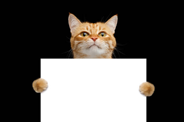 Rad cat holding a blank sign isolated on black background