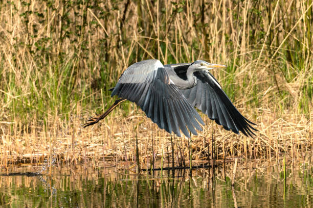 istock close up of a flying gray heron 1219741358
