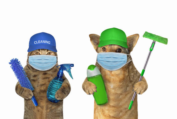 istock Dog with cat cleaners in face masks 1219741432