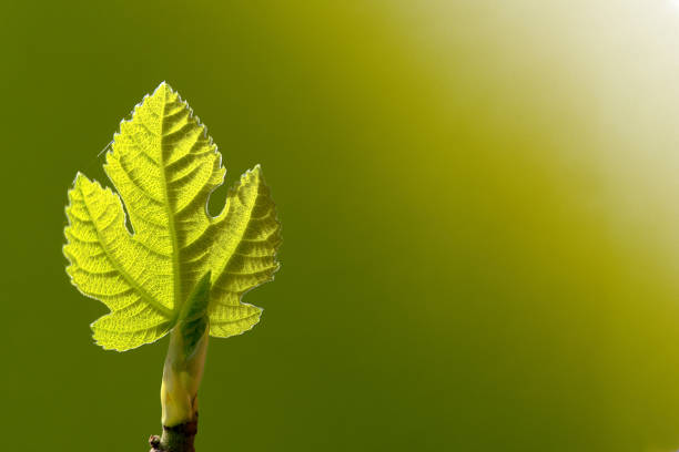 new, young fig leaf against a green background (copy space). Backlit; sunny