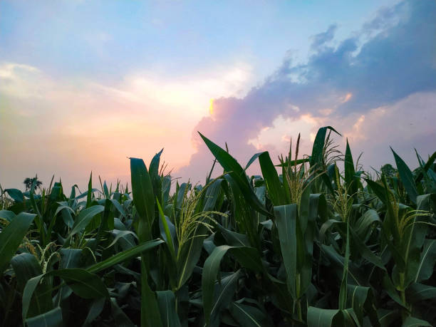 istock Natural cloud fly blue sky landscape and sun rising at skyline. Corn plant 1219744363