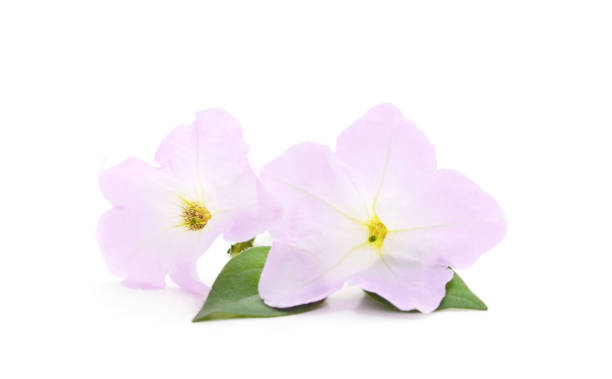 istock Bouquet of purple petunia. 1219744443