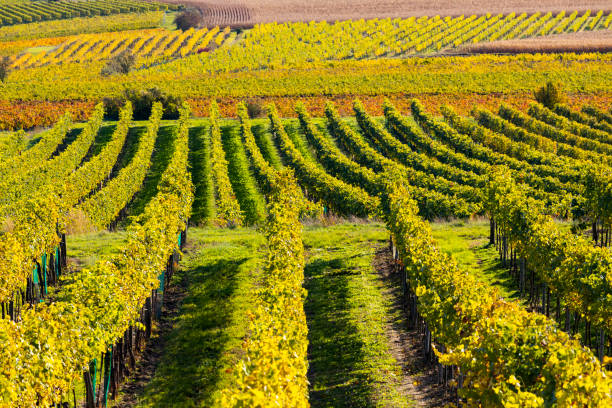 istock autumn vineyard near Langenlois, Lower Austria, Austria 1219745231