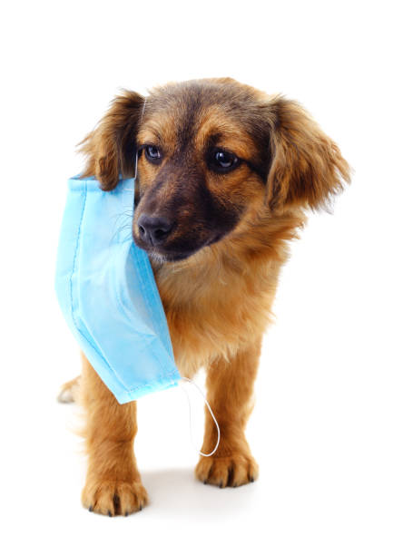 istock Dog in medical mask. 1219745249
