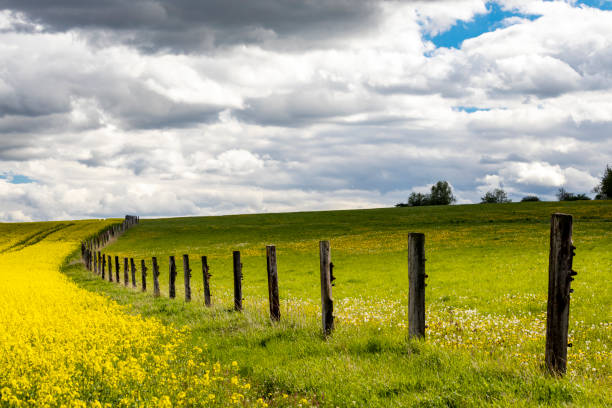 A rutted farm road along fenced pastures to Steingaden near Wildsteig, Bavaria, Germany.