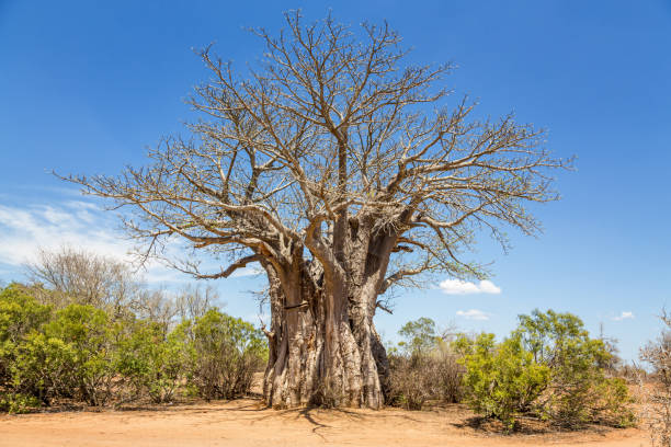 istock Giant African Baobab tree in Kruger National Park 1219745404