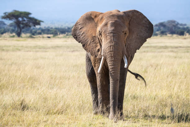 Front view of a bull elephant in the grasslands of Amboseli National Park. Bull elephant, loxodonta africana, in the grasslands of Amboseli National Park, Kenya. Front view. african elephant stock pictures, royalty-free photos & images