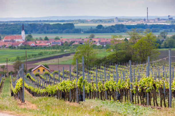 istock vineyard in south Moravia, Czech Republic 1219745994