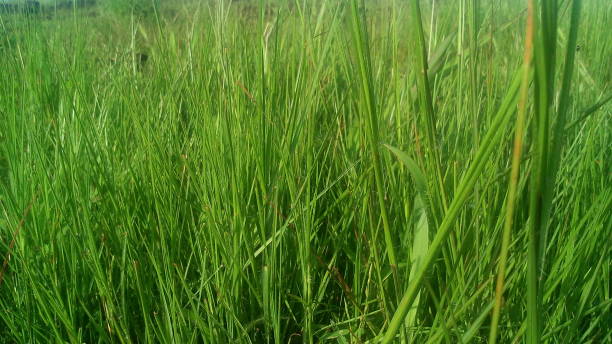 istock Beauty of Grass 1219746848