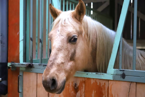 istock Riding school horse in stable in his aviary through the cage 1219747262