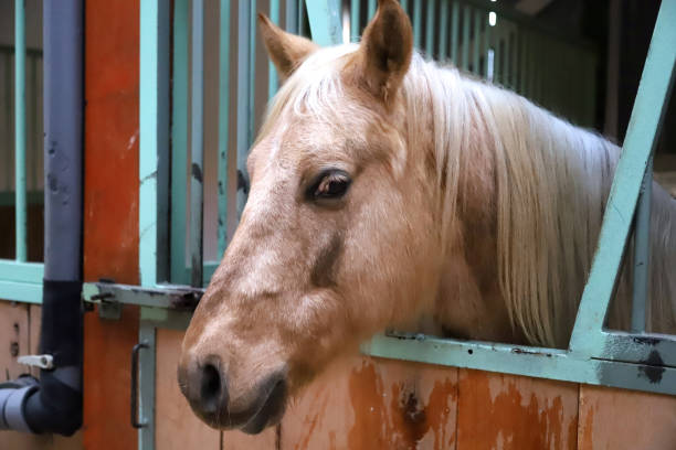istock Riding school horse in stable in his aviary through the cage 1219747263