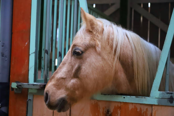 istock Riding school horse in stable in his aviary through the cage 1219747266