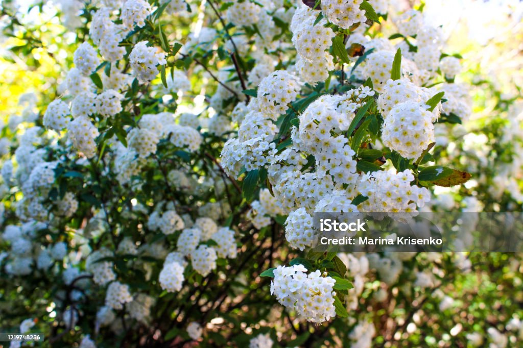 Spiraea Vanhoutte (vanhouttei) flowering. Spiraea Vanhoutte (vanhouttei) flowering. Ornamental shrubs. White inflorescences are numerous, hemispherical, located along the entire length of the shoots. Backgrounds Stock Photo
