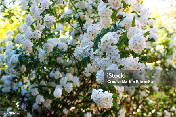 Spiraea Vanhoutte Flowering Stock Photo - Download Image Now - Backgrounds, Beauty, Blossom